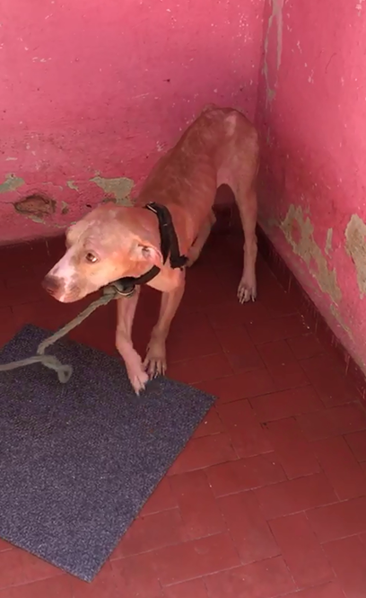 Denúncia de maus tratos contra animais leva polícia a resgatar cachorro debilitado mantido em cativeiro na Baixada Fluminense